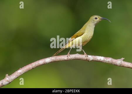 Sonnenvögel, Weibchen, Aethopyga nipalensis, Walong, Arunachal Pradesh, Indien Stockfoto