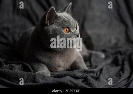 Schöne graue Katze über einem dunklen Hintergrund Stockfoto