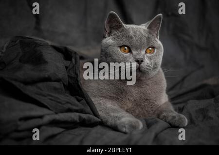 Schöne graue Katze über einem dunklen Hintergrund Stockfoto