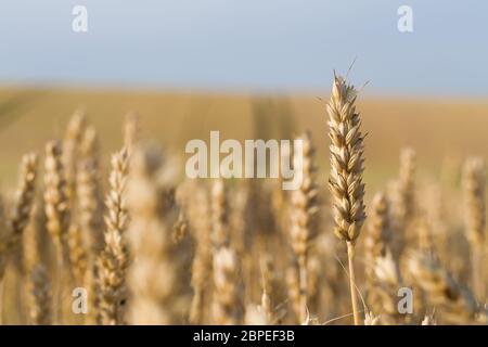 Goldene Weizenfeld in der Sommerzeit, Ländliches Motiv Stockfoto