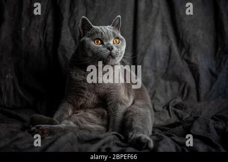 Schöne graue Katze über einem dunklen Hintergrund Stockfoto