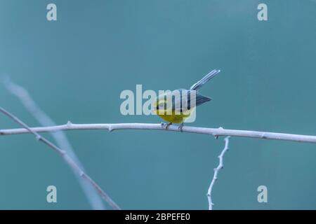 Gelbbauchfantail, Chelidorhynx hypoxantha, Walong, Arunachal Pradesh, Indien Stockfoto