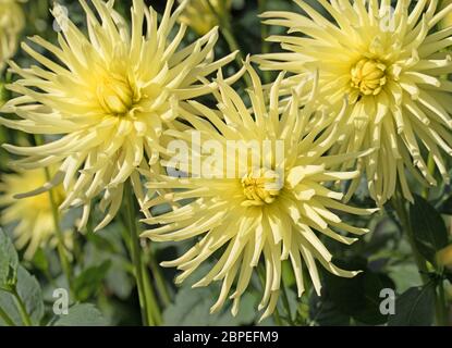 Blühende dahlien im garten Stockfoto