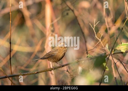 Rosefinch, weiblich, Carpodacus edwardsii, Walong, Arunachal Pradesh, Indien Stockfoto