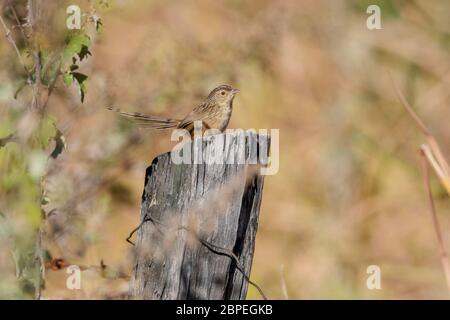 Gestreift Prinia, Prinia crinigera, Walong, Arunachal Pradesh, Indien Stockfoto