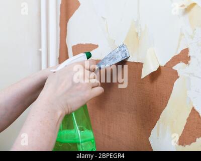 Renovierung der Wohnung, tapezieren: Vorbereitung der Wände. Entfernen von alten Tapeten von Wand mit flüssigen chemischen Arbeitswalze Stockfoto