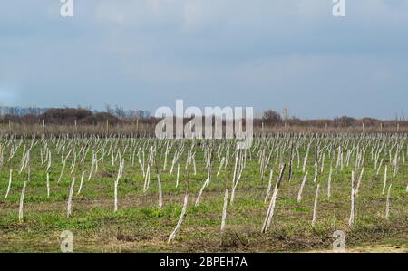 Junge mit Apfelbäumen. Anbau und Pflege von Obstgarten von Apfelbäumen. Stockfoto