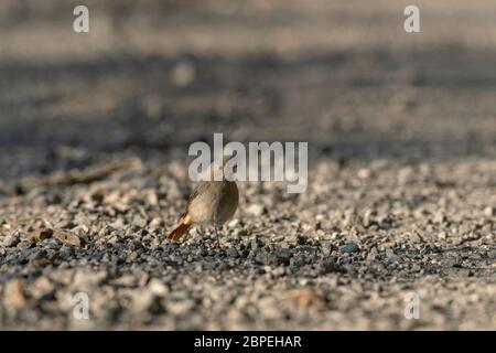 Hodgson-Rottanz, weiblich, Phoenicurus hodgsoni, Walong, Arunachal Pradesh, Indien Stockfoto