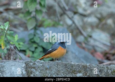 Hodgson's Redstart, Männlich, Phoenicurus hodgsoni, Walong, Arunachal Pradesh, Indien Stockfoto