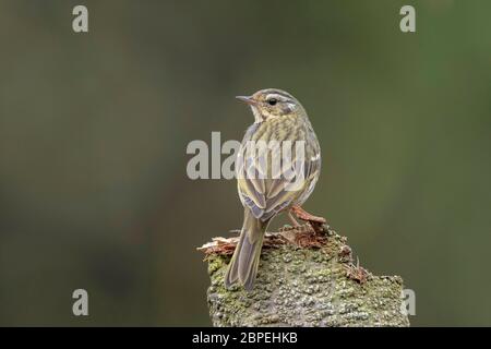 Olive-backed Pipit, Anthus hodgsoni, Walong, Arunachal Pradesh, Indien Stockfoto