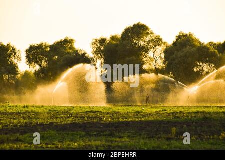 Bewässerungssystem im Bereich von Melonen. Bewässerung der Felder. Sprinkler. Stockfoto