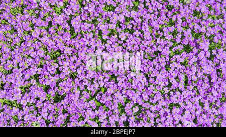 Blumenkarte Sonnenlicht Lichtung mit vielen kleinen lila Aubrieta Blumen Stockfoto