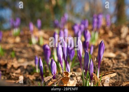 Magenta crocus Blüten im Frühling mit grünem Gras Stockfoto