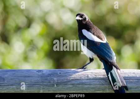 Black-Billed Magpie thront auf hölzernen Zaun Rail Stockfoto