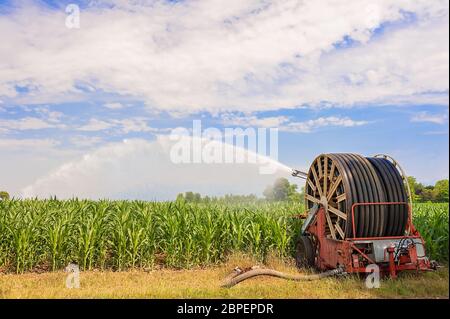 Landwirtschaftliche Geräte. Ausrüstung, die Wasserpumpen im Kornfeld. Wasser sprinkler Stockfoto