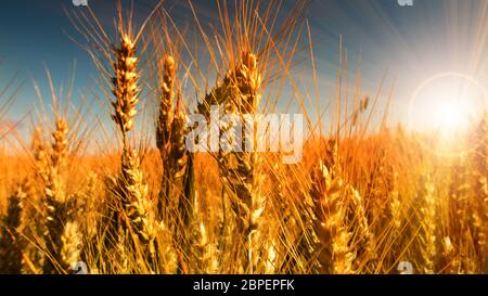 Close up Golden cornfield in der Morgensonne mit Bokeh Stockfoto