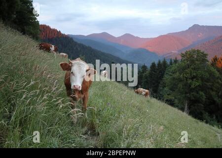 Abendstimmung auf der Alm mit Jungrindern Stockfoto