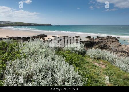 Klumpen von jacobaea maritima Silberragekraut wachsen an der Küste bei Fistral in Newquay in Cornwall. Stockfoto