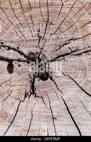 Die konzentrischen Alterringe eines gesägten Cedar Cedrus Baumstammes. Stockfoto