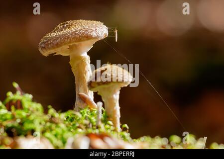 Close-up Makro Foto von einer Gruppe von Honig Pilze (Armillaria Mellea) wächst auf einem Bemoosten Baumstumpf mit Schnecke und Mücke. Stockfoto