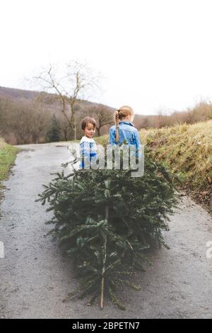 Bruder und Schwester sind, ziehen Sie einen alten Weihnachtsbaum für Knut Stockfoto