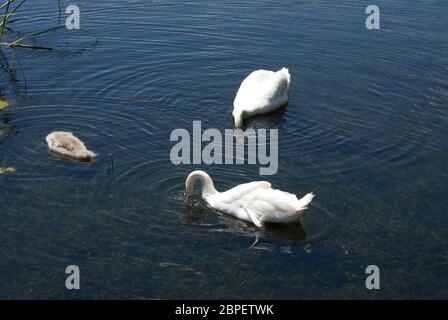 Zwei Schwäne und Cygnet auf dem See, alle mit Köpfen unter Wasser Stockfoto