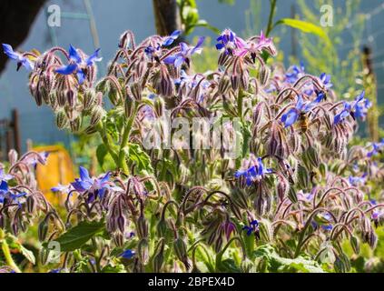 Die schönen Blüten des Borretschenkrauts, auch bekannt als Sternenblume, wachsen in einem Garten in Friaul-Julisch Venetien, Nordostitalien Stockfoto