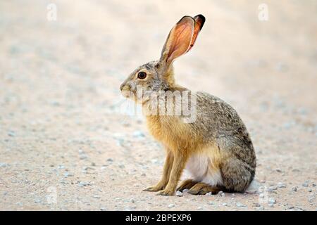 Eine Warnung scrub Hase (Lepus Saxatilis) aufrecht sitzend, Südafrika Stockfoto