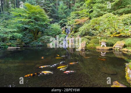 Koi Fische Schwimmen im Teich von der Himmlischen fällt Wasserfall im Japanischen Garten. Stockfoto