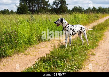 Adorable Dalmatiner Hund draußen auf der Straße Stockfoto