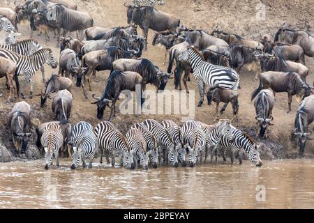 Eine Reihe Zebras, equus quagga, trinkend vom Ufer des Mara Flusses. Widldebeest sammeln sich hinter in Vorbereitung, um den Fluss während der Annua zu überqueren Stockfoto