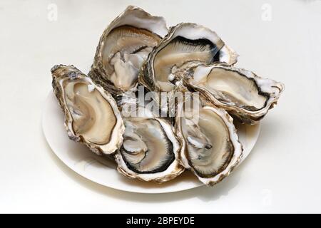 Halbes Dutzend rohe Austern Öffnen auf einer Platte Stockfoto