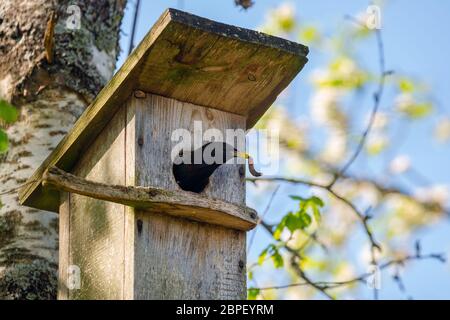 Starling Vogel ( Sturnus vulgaris ) bringt Wurm in die hölzerne Nistbox im Baum. Vogelfütterung Kinder in Holz Vogelhaus hängen an der Birke Stockfoto