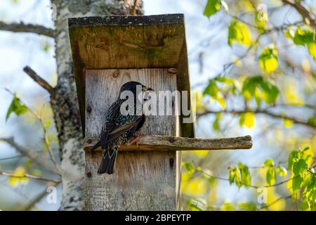 Starling Vogel ( Sturnus vulgaris ) bringt Wurm in die hölzerne Nistbox im Baum. Vogelfütterung Kinder in Holz Vogelhaus hängen an der Birke Stockfoto