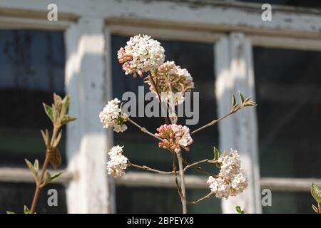 Weiße Blüten von virbunum burkwoodii Anne Russel, Osterschneball vor einem alten Holzfenster, schöner Hintergrund für eine Montage Stockfoto