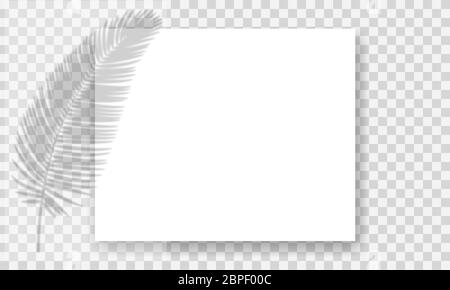 Effekt „Schatten überlagern“. Verschwommene Palmblätter auf Papierblättern. Vorlagen für Einladungen oder Karten, Poster oder Banner. Stock Vektor