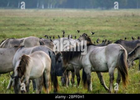 Herde Pferde grasen auf einer Wiese im Nebel. Pferde in einer nebligen Wiese im Herbst. Pferde und nebliger Morgen in Kemeri Nationalpark, Lettland. Wilden hor Stockfoto