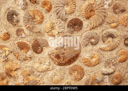 Eine Hintergrundstruktur von Ammonit-Fossilien in Gestein eingebettet. Stockfoto