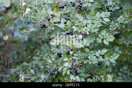 Nahaufnahme des violetten Beeren auf einem ovalen Blätter liguster Stockfoto