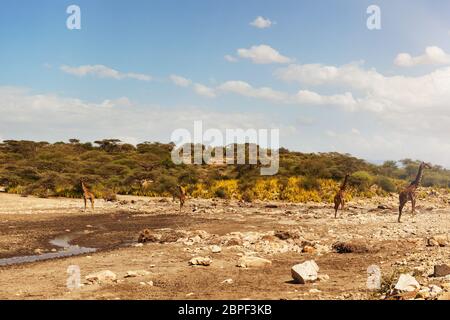 Kleine Herde Giraffen (Giraffa Plancius) im natürlichen Lebensraum, Südafrika Stockfoto