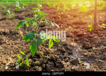 Wachsende Tomaten Sämling in Küche Garten Frühling Sonnenschein Stockfoto