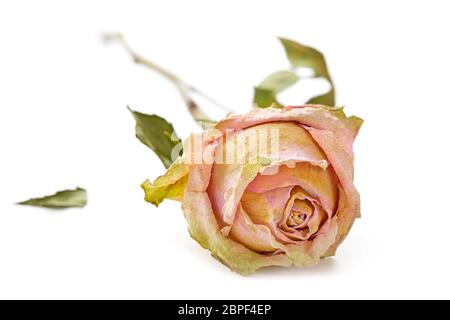 Getrocknete Rose auf einer weißen Oberfläche liegend Stockfoto