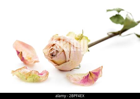 Getrocknete Rose mit Blütenblättern, die auf einer weißen Oberfläche liegen Stockfoto