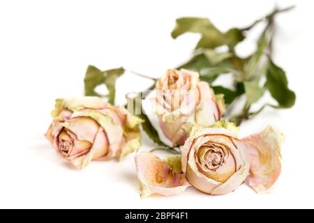 Drei getrocknete Rosen liegen auf einer weißen Oberfläche Stockfoto