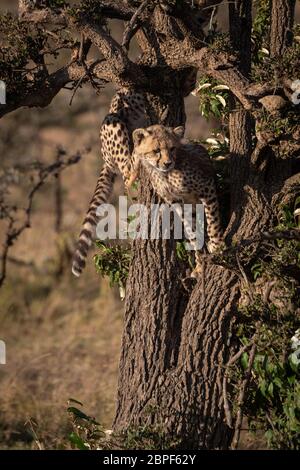 Zwei cheetah cubs Kletterbaum im Sonnenschein Stockfoto