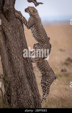 Zwei cheetah cubs Kletterbaum in der Savanne Stockfoto