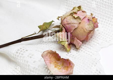 Getrocknete Rose mit Blütenblättern, die auf einer weißen Deckchen liegen Stockfoto