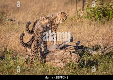 Zwei cheetah Cubs stehen auf Toten anmelden Stockfoto