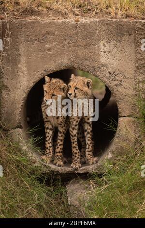 Zwei cheetah Cubs in konkrete Leitung Stockfoto