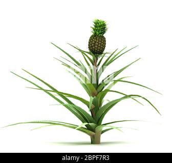 Single Ananas comosus Pflanze isoliert (weißer Hintergrund) Stockfoto